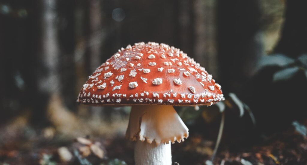 Mushroom Harvest, Sorrentinos Restaurant Group - ANVL Creative